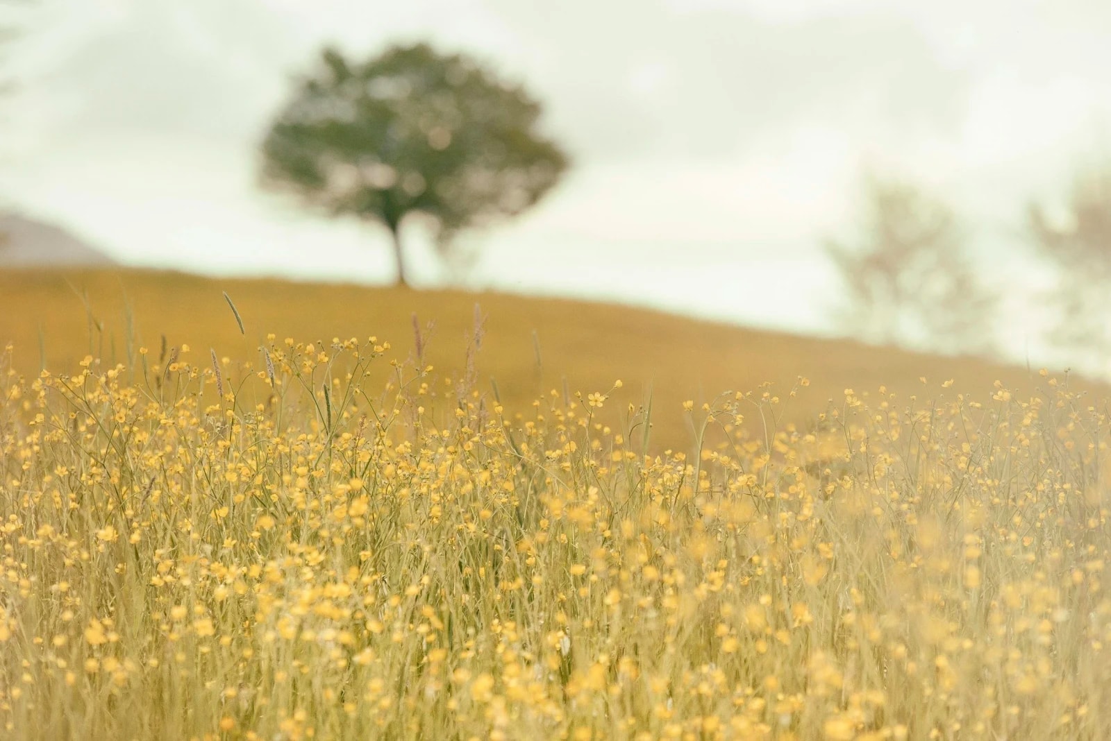 Um campo com flores amarelas e uma árvore desfocada no fundo